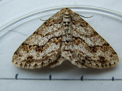Engrailed